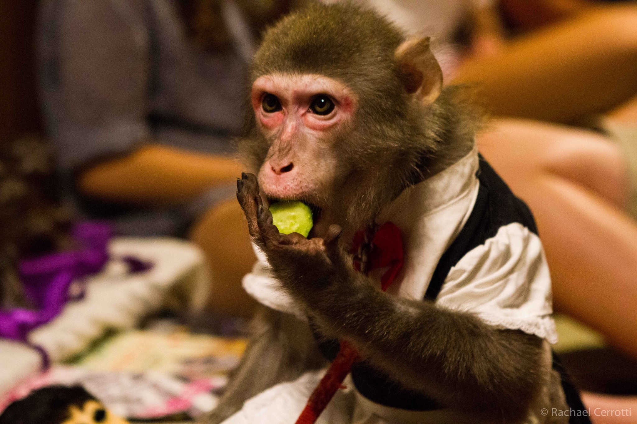 The Kayabukiya - Utsunomiya, north of Tokyo, Japan - Top 10 Most Unusual Restaurants Around The World 1