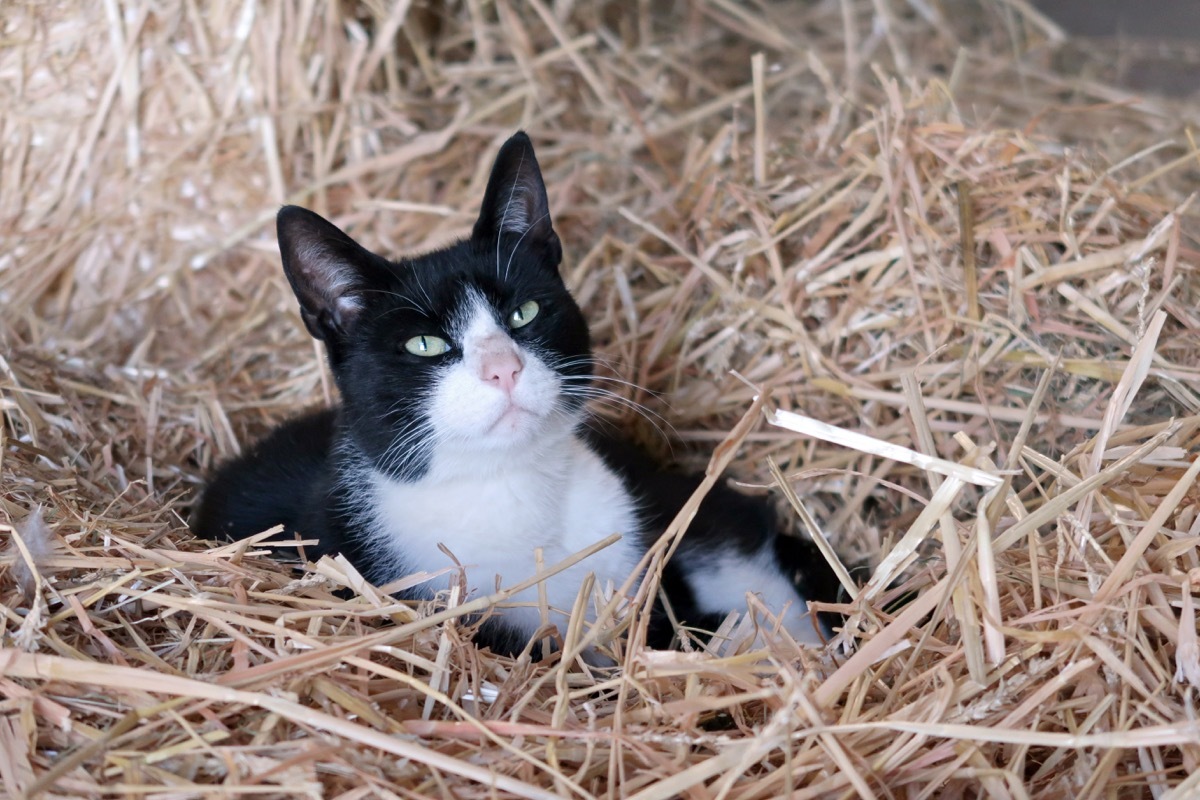 Farm cat funny pet stories