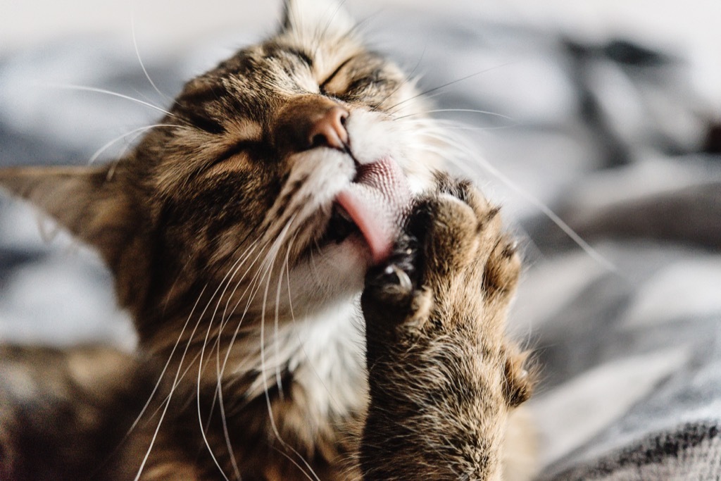 cat licking its paw - cat puns