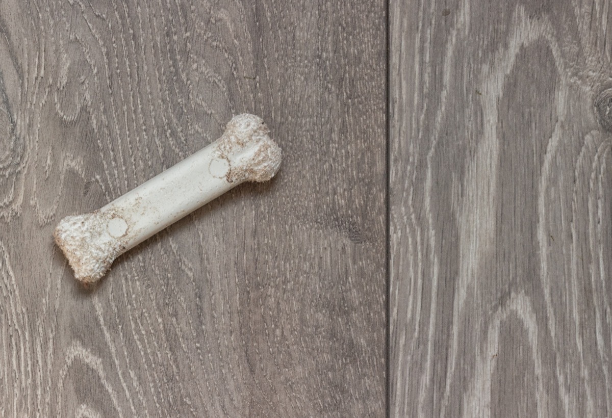 dog bone on the floor, useless facts