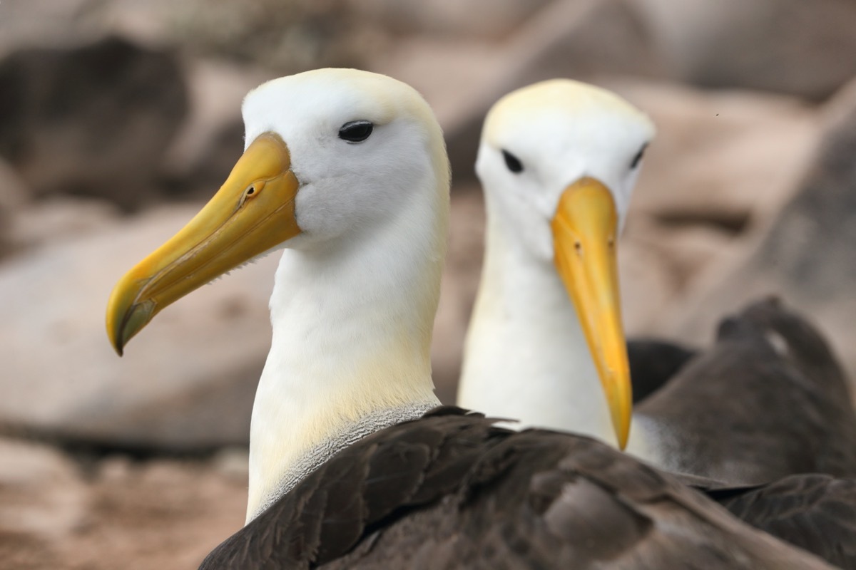 Albatrosses