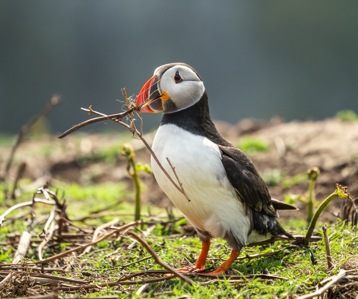 Puffin with a twig