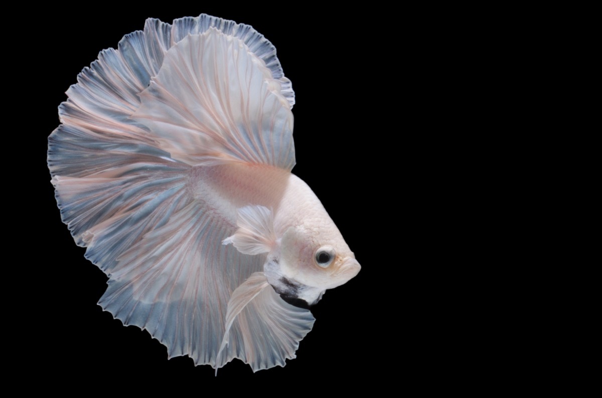 white betta fish with black background