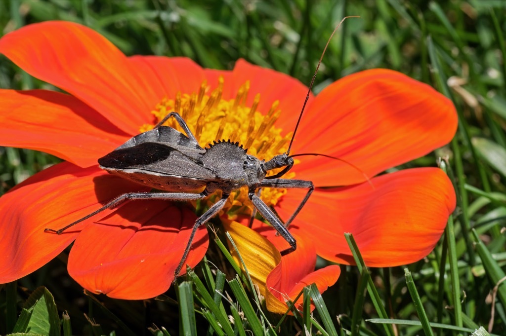 Wheel bug, assassin bug