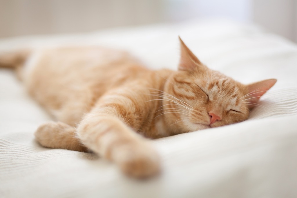 sleeping cat signs of affection - cat puns