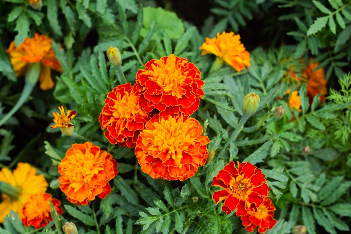 Marigolds Outside