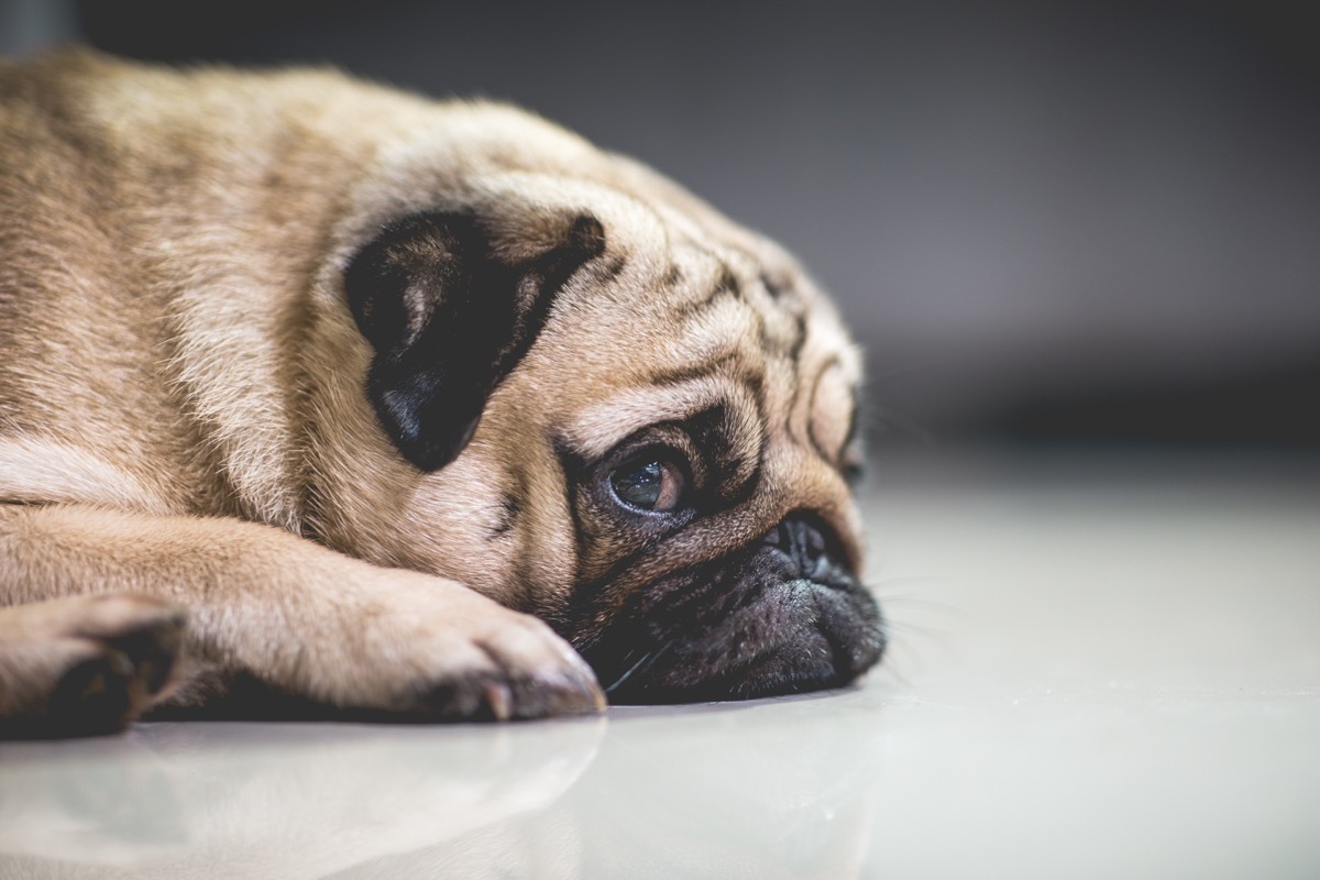 stressed little pug