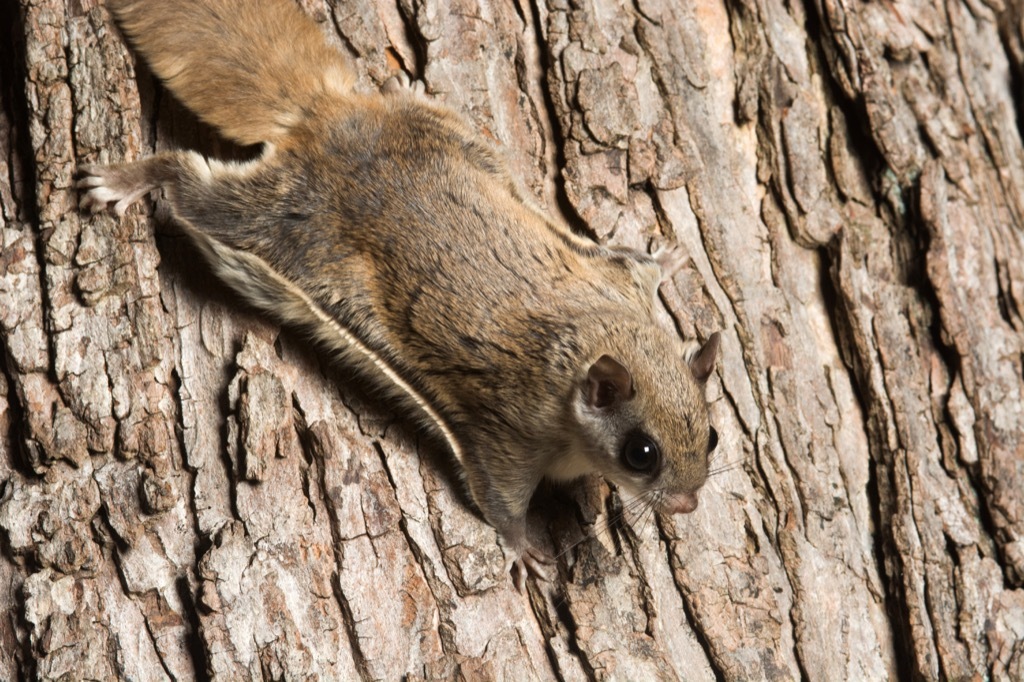 American flying squirrel