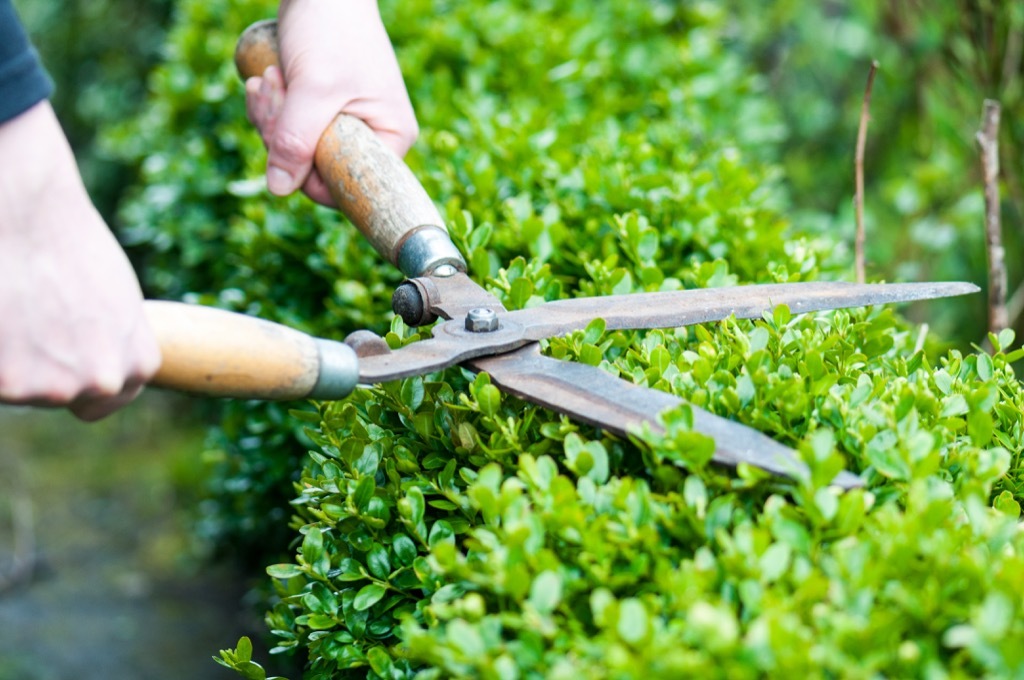 hedge clippers