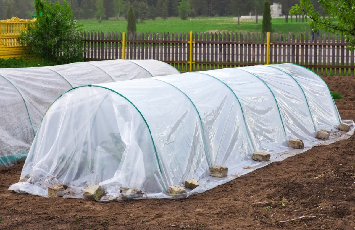 garden beds covered in rounded plastic hot bed