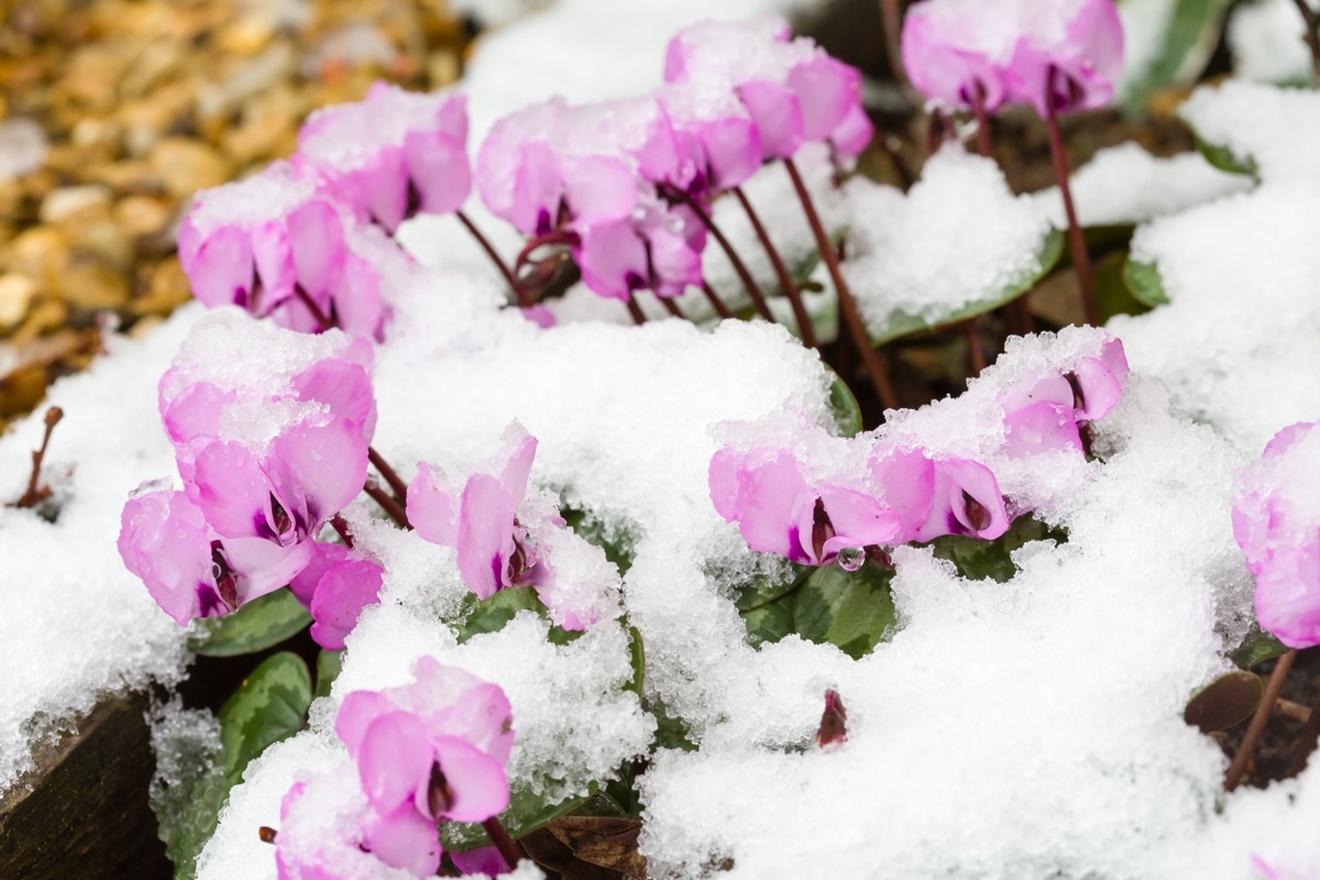 snow covered cyclamen