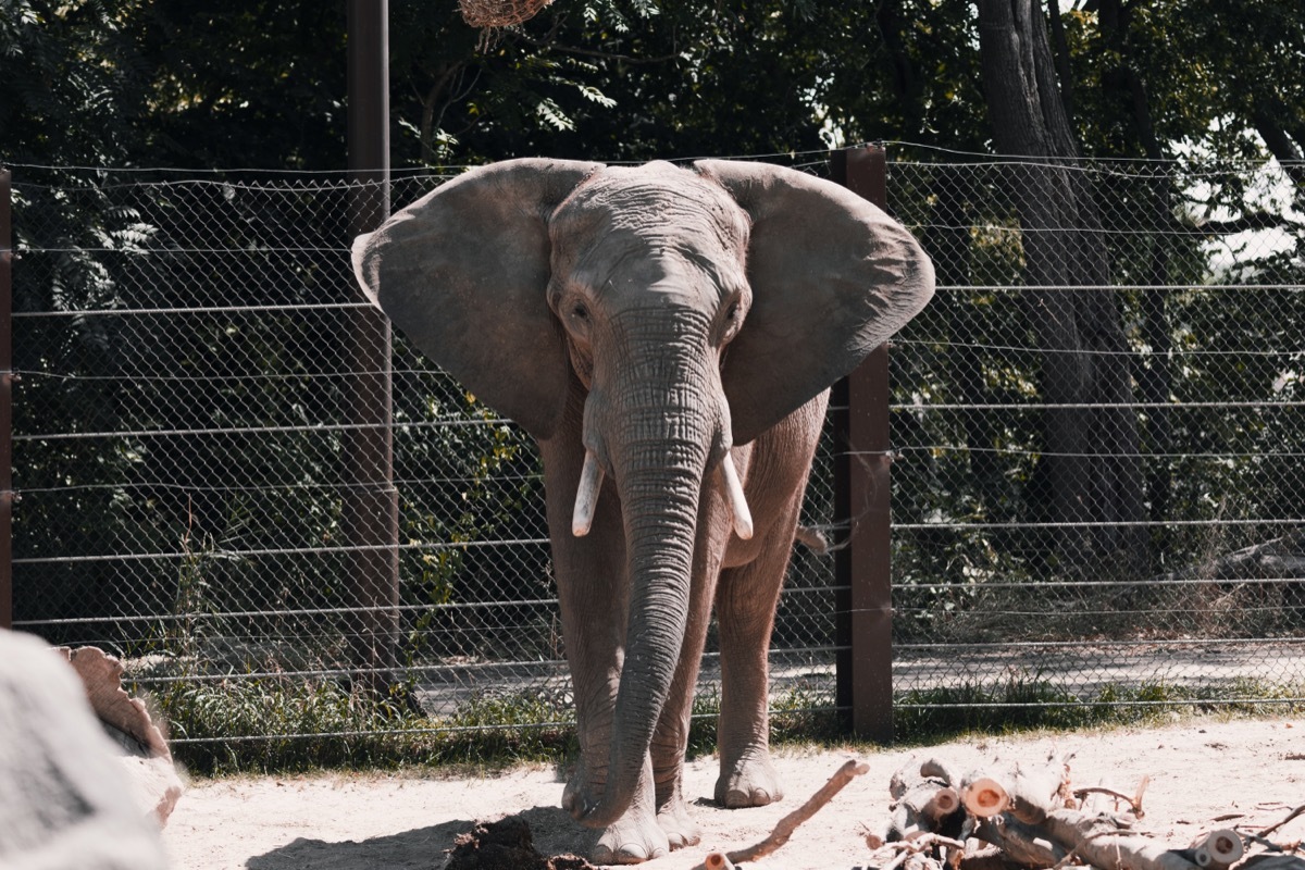 Elephant at Henry Doorly Zoo and Aquarium