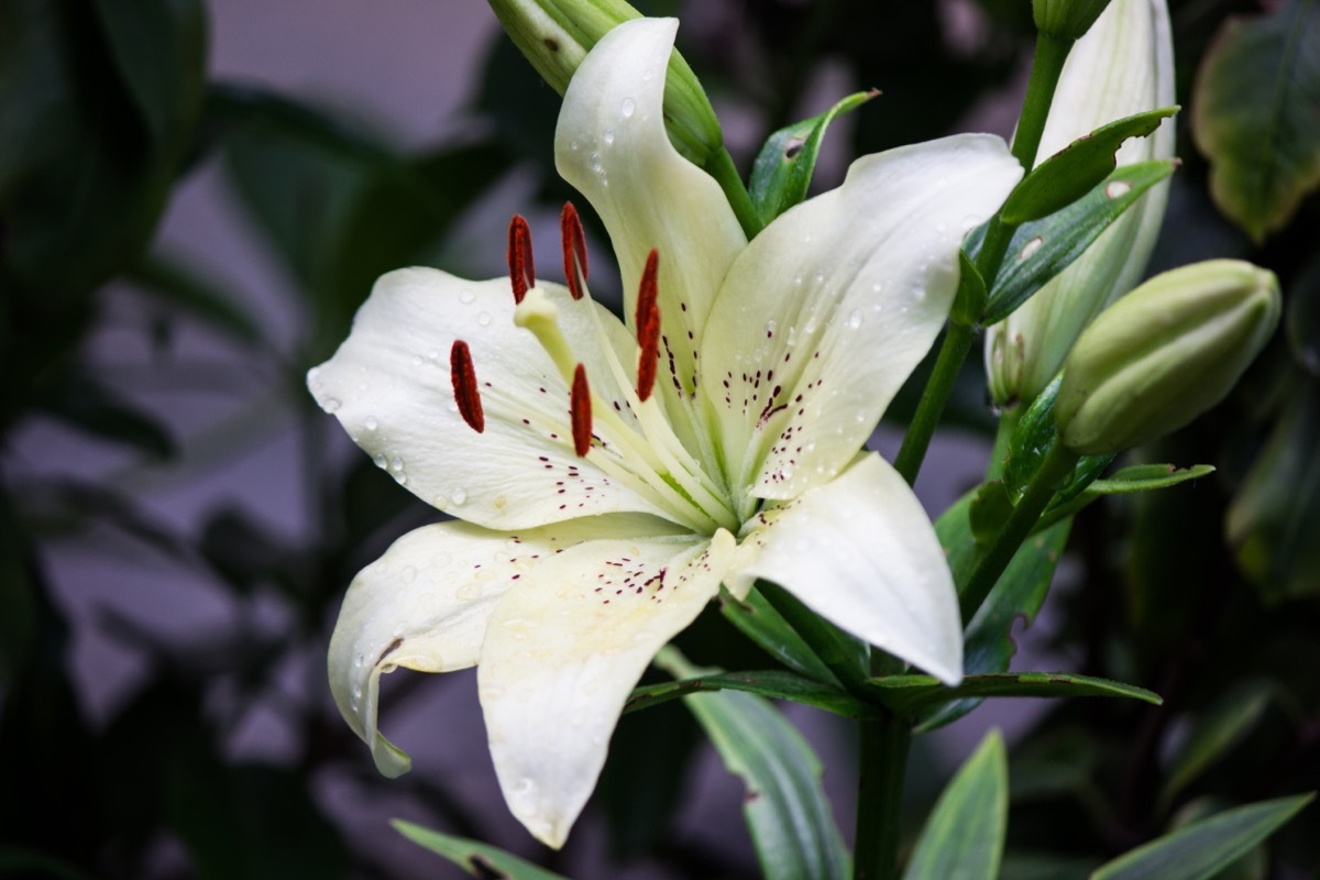 white lilies