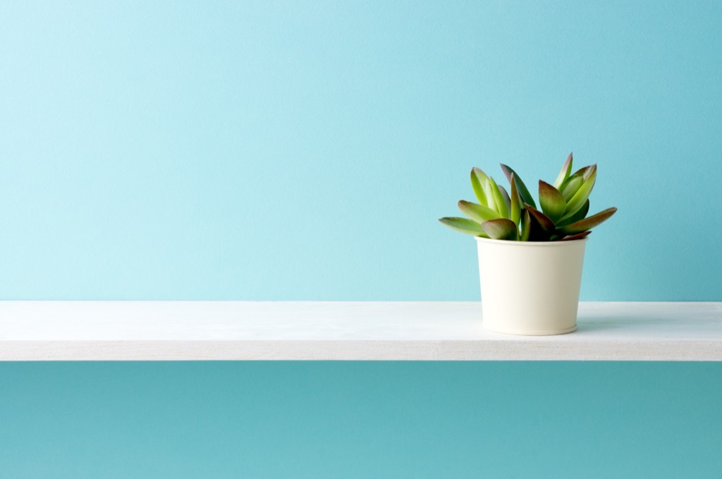 jade plant in a pot