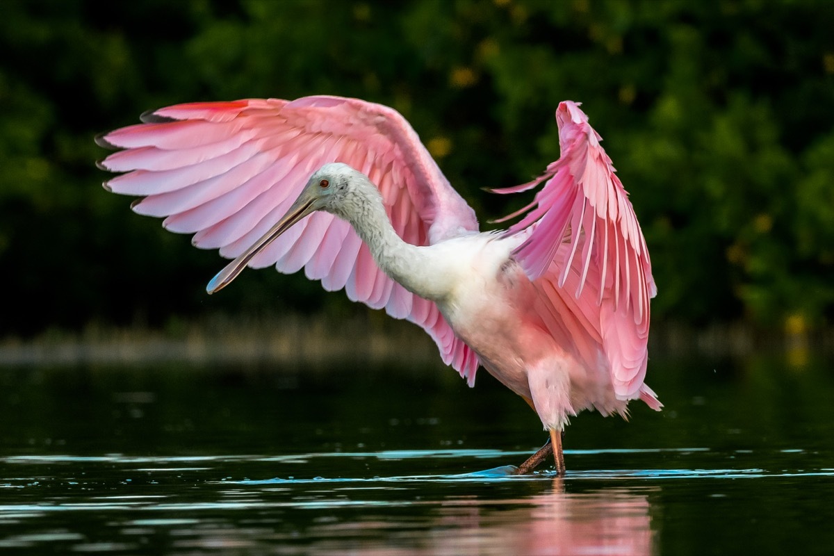 Roseate spoonbill - bird with pink wings