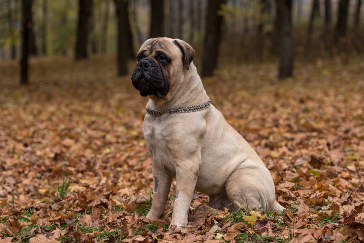 Bullmastiff is sitting in the park. - Image