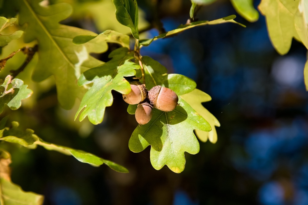 acorns on oak tree