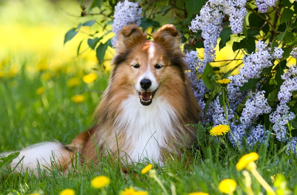 shetland sheepdog dog