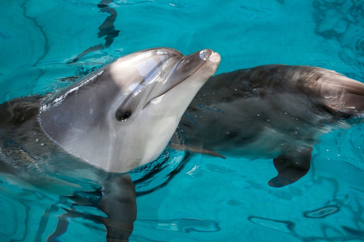 dolphin skin, dolphin facts