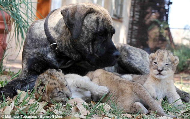 Image result for dogs lion cubs