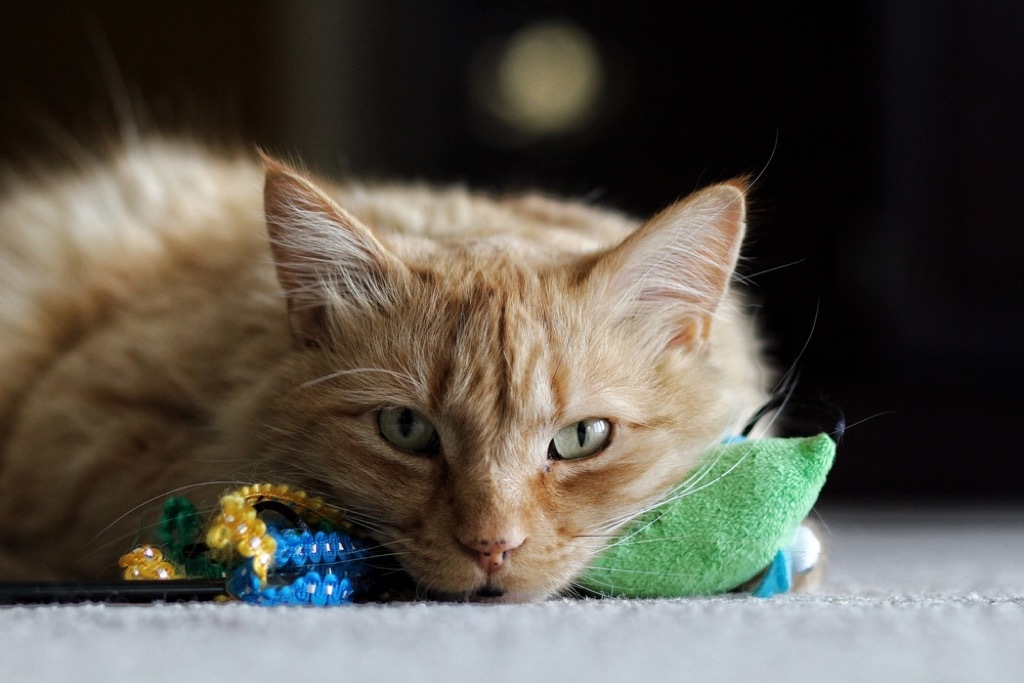 depressed cat signs your cat is sick