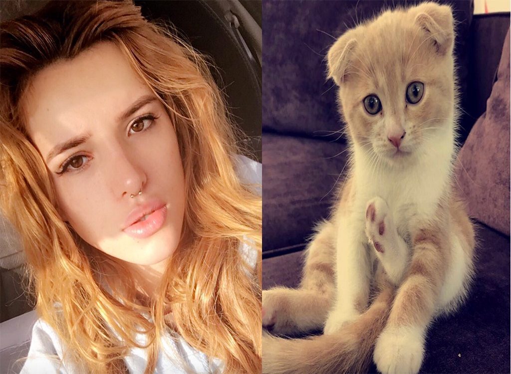 Bella Thorne celebrities who look like their pets