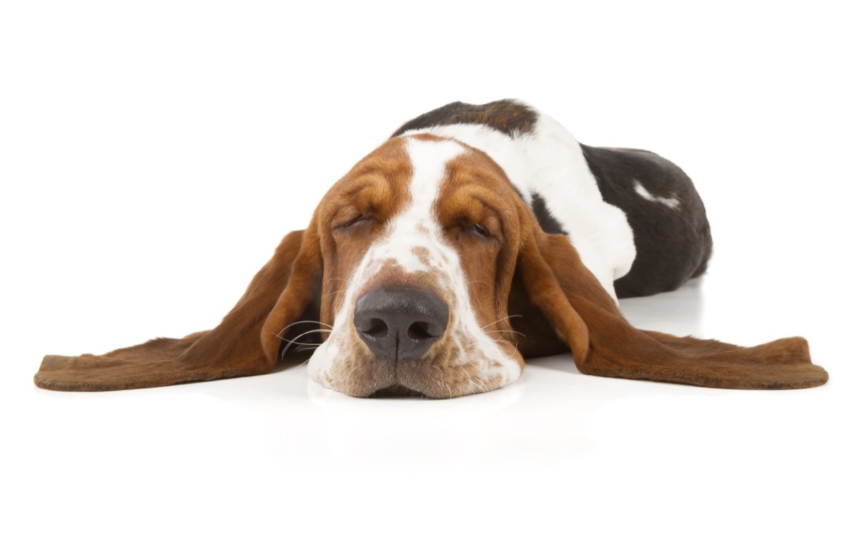 sleeping dog basset hound