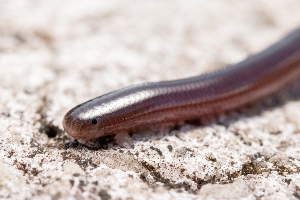 A closeup of a Brahminy Blind Snake