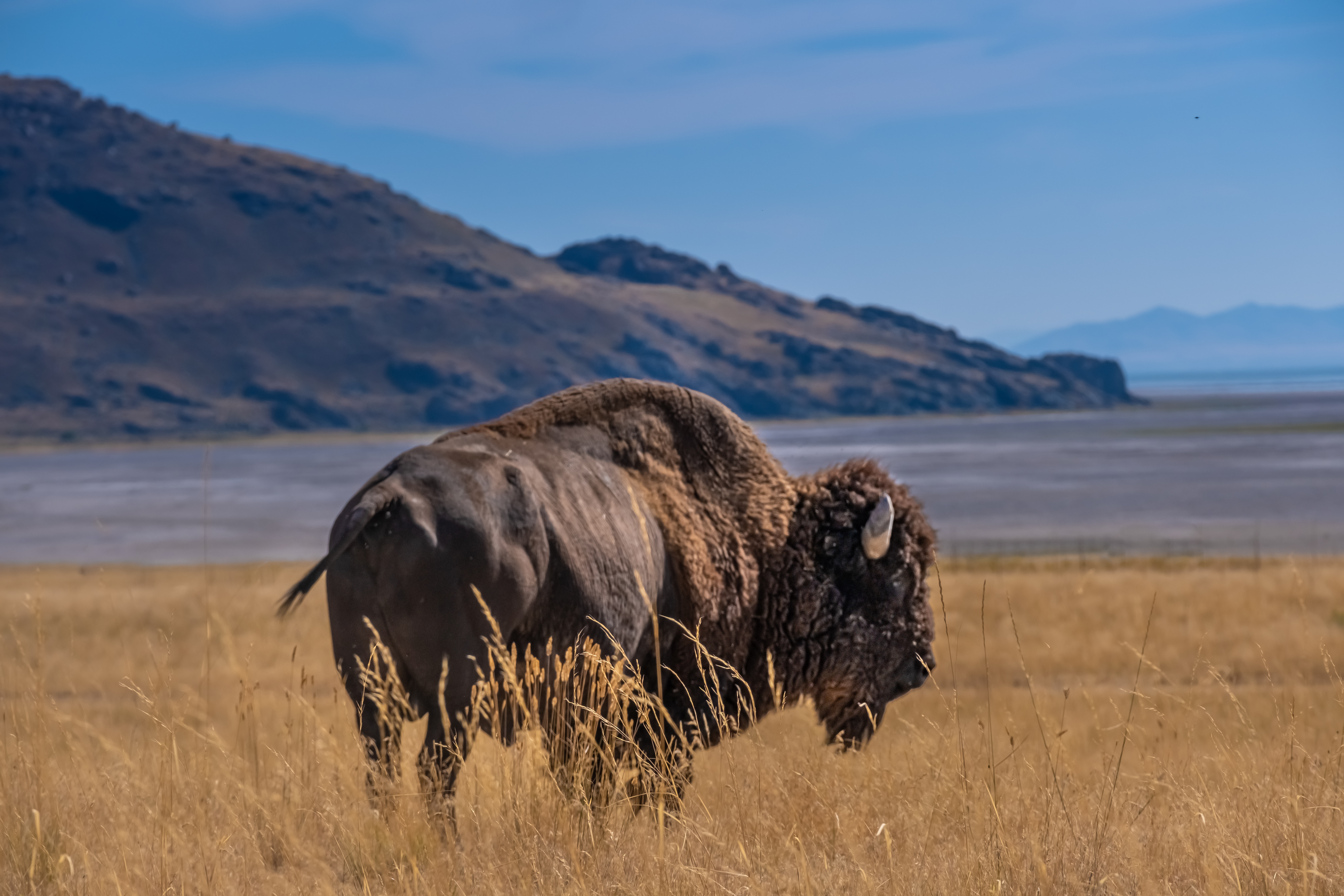 antelope island in salt lake city