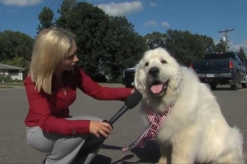 the dog mayor of minnesota