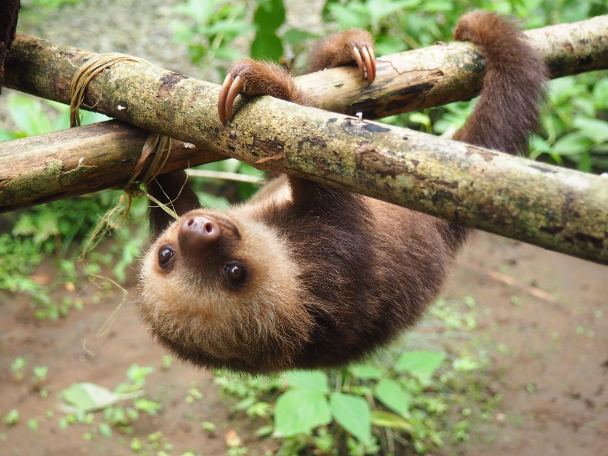 Baby sloth - Image