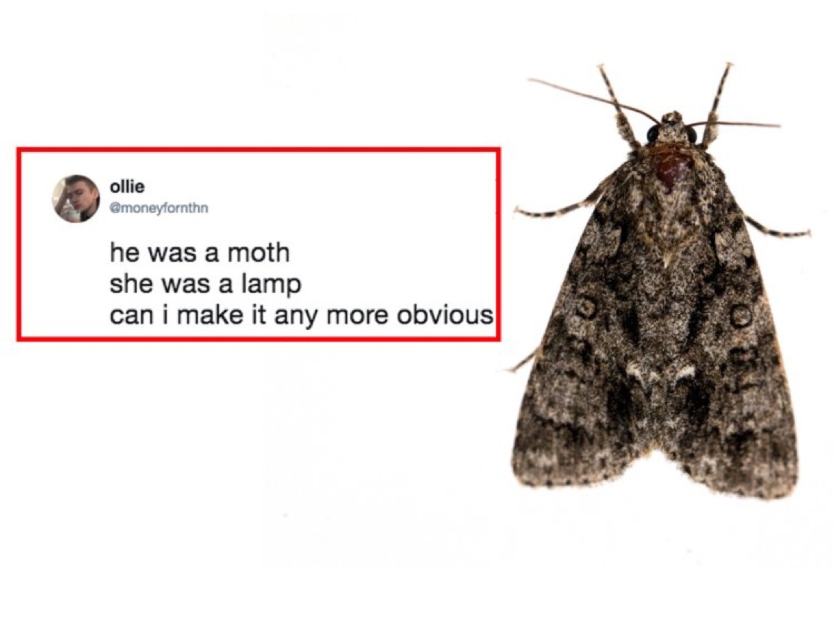 Moth Meme {Why Are Bugs Attracted to Light}