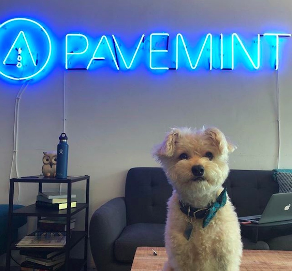 puppy in office