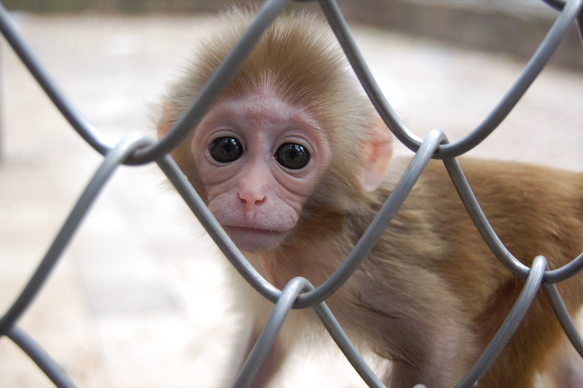 baby chimpanzee at zoo, dangerous baby animals