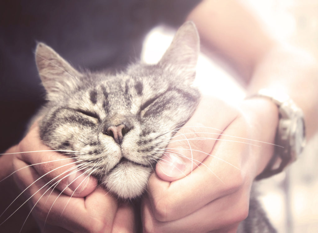 a purr is a sign of good healing