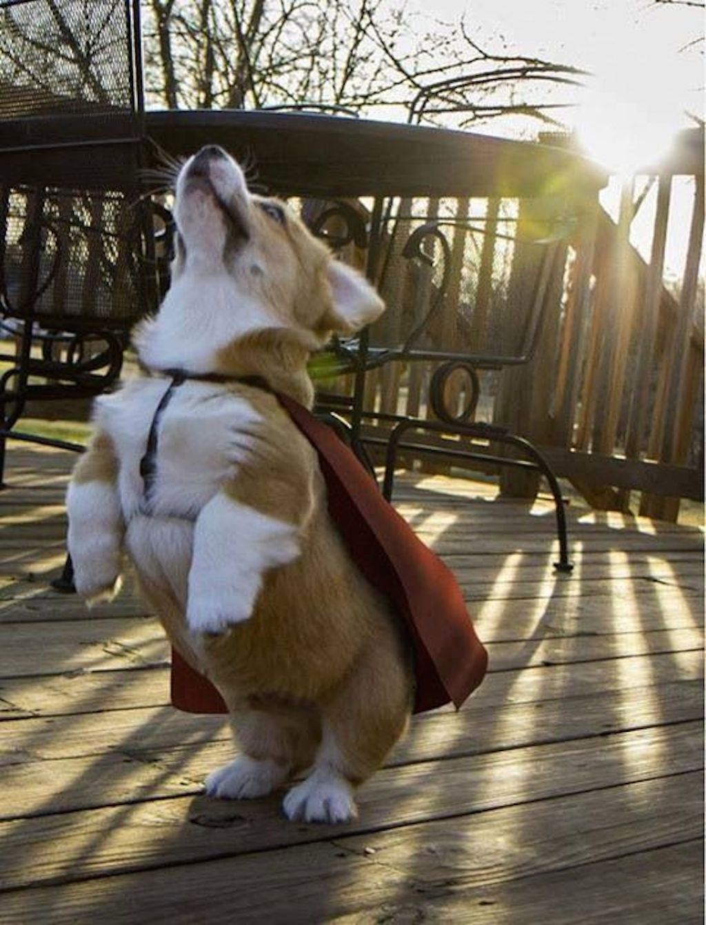 corgi does superman