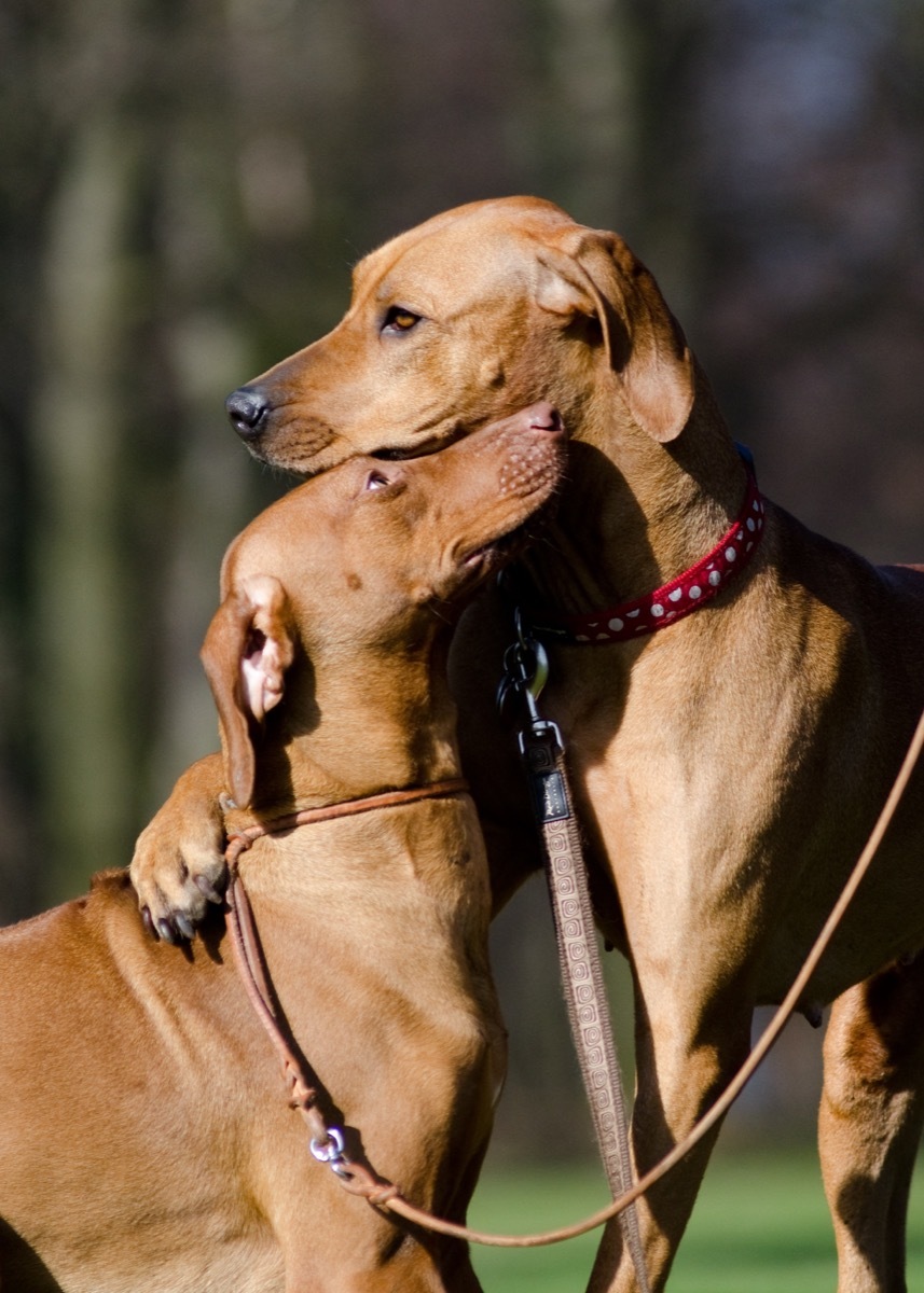 rhodesian ridgebacks in love animals in love