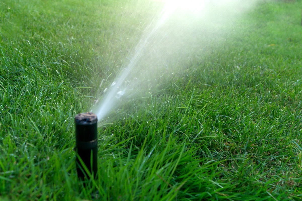 Sprinkler for watering on the green lawn