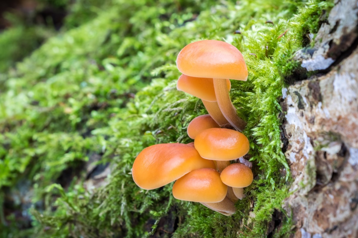 seafood mushrooms growing in the wild