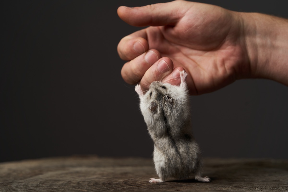 Small domestic hamster on hand. Djungarian Dwarf hamster. Play with little pet hamster on a wood stump. Rodent