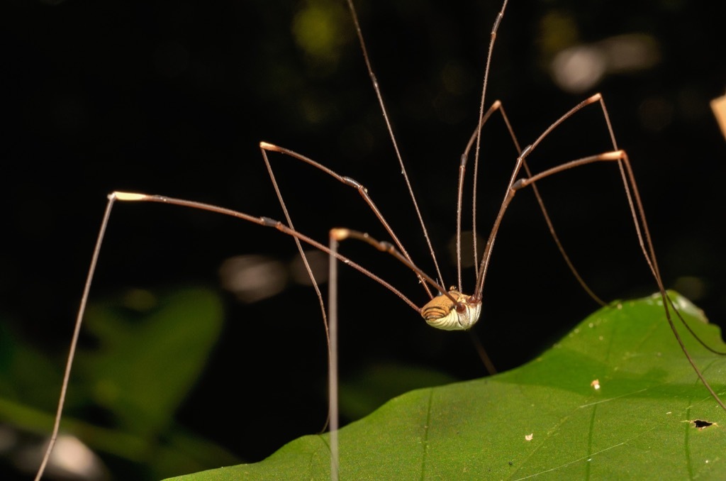 daddy longleg spider