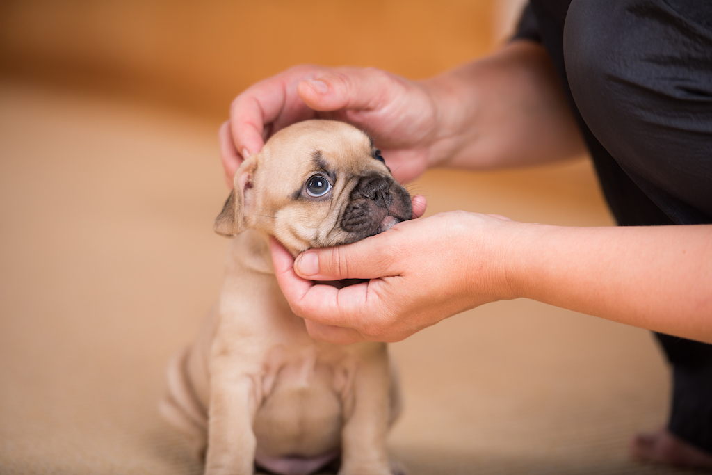 frenchie-puppy