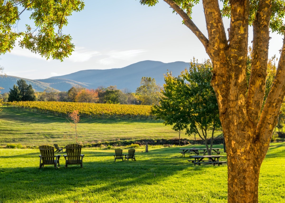 vineyards in shenandoah valley