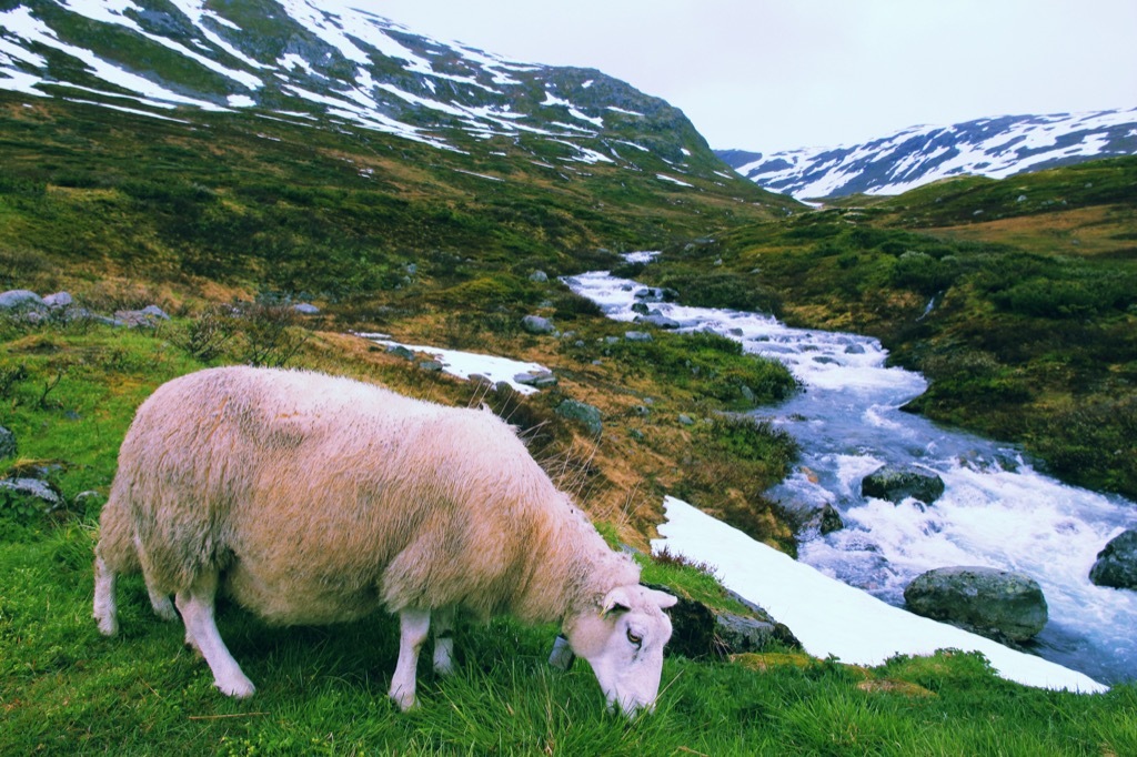 biome sheep 