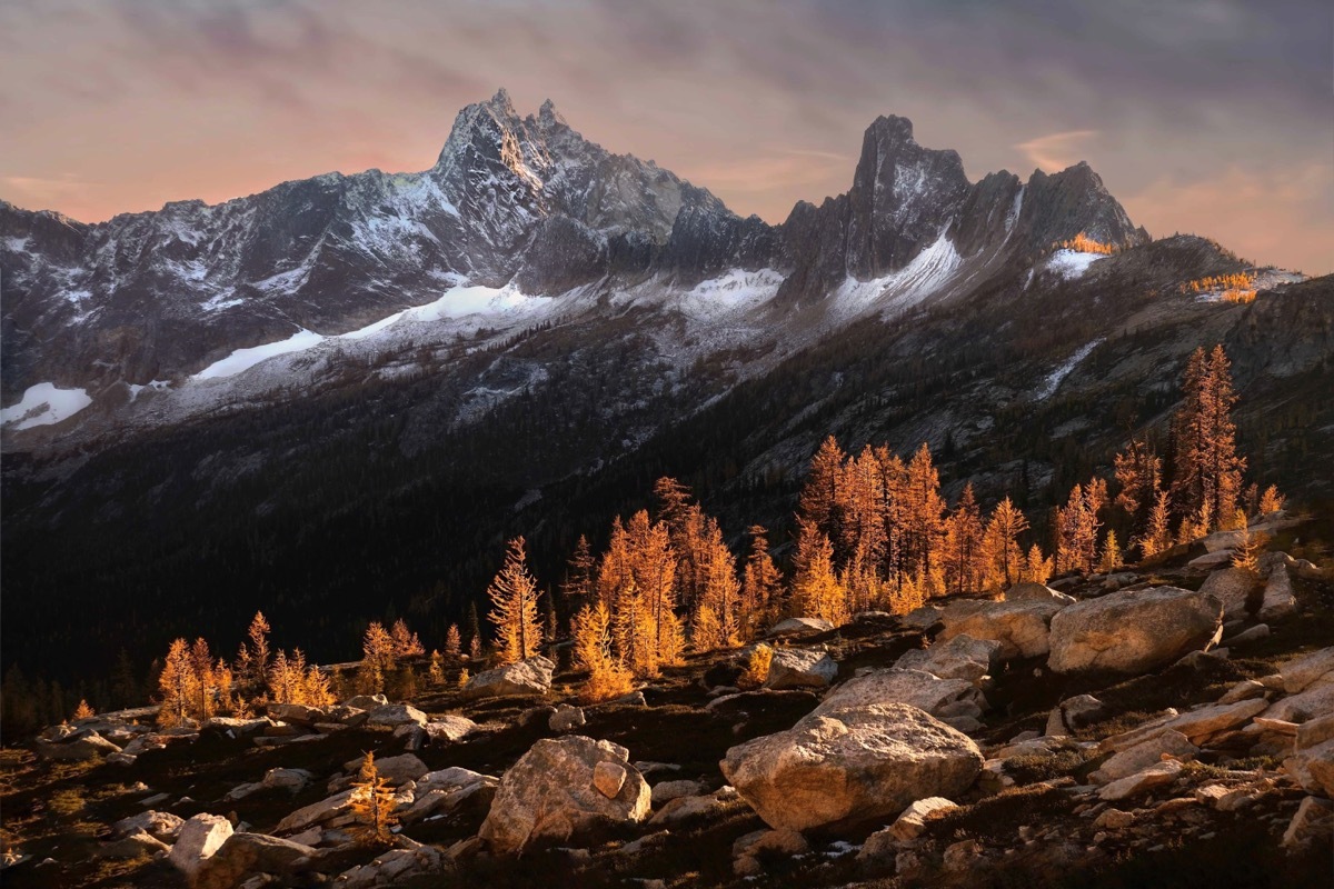 larch trees north cascades national park