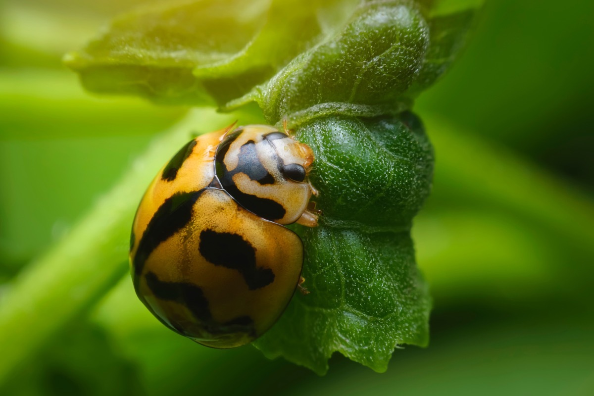 Striped Ladybug