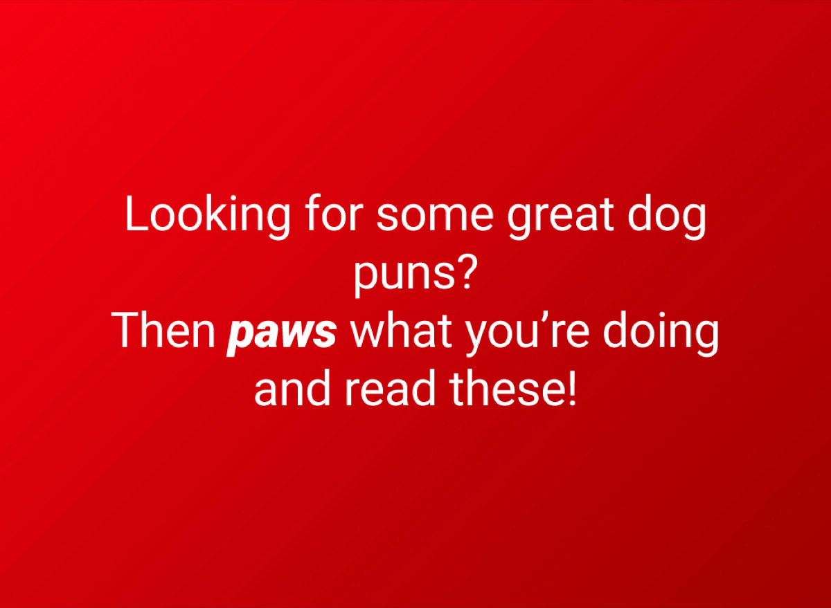 dogs puns intro title card