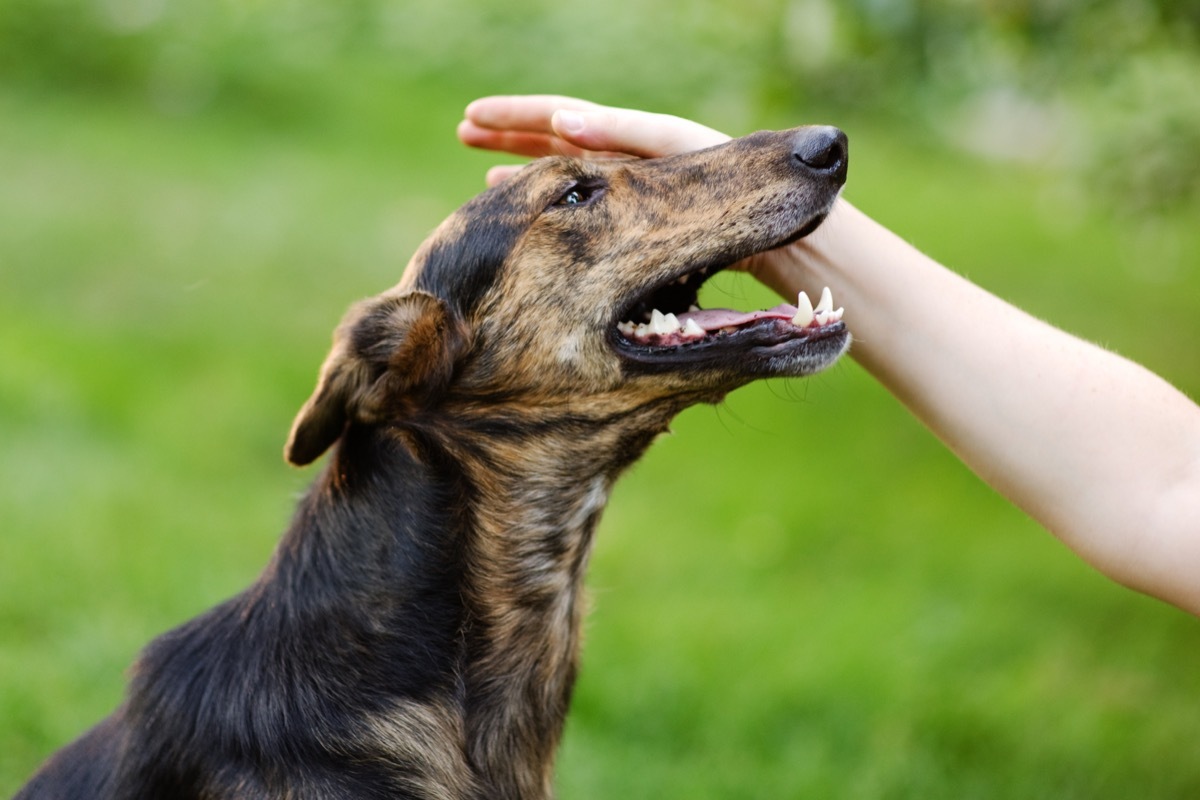 white hand patting dog on head