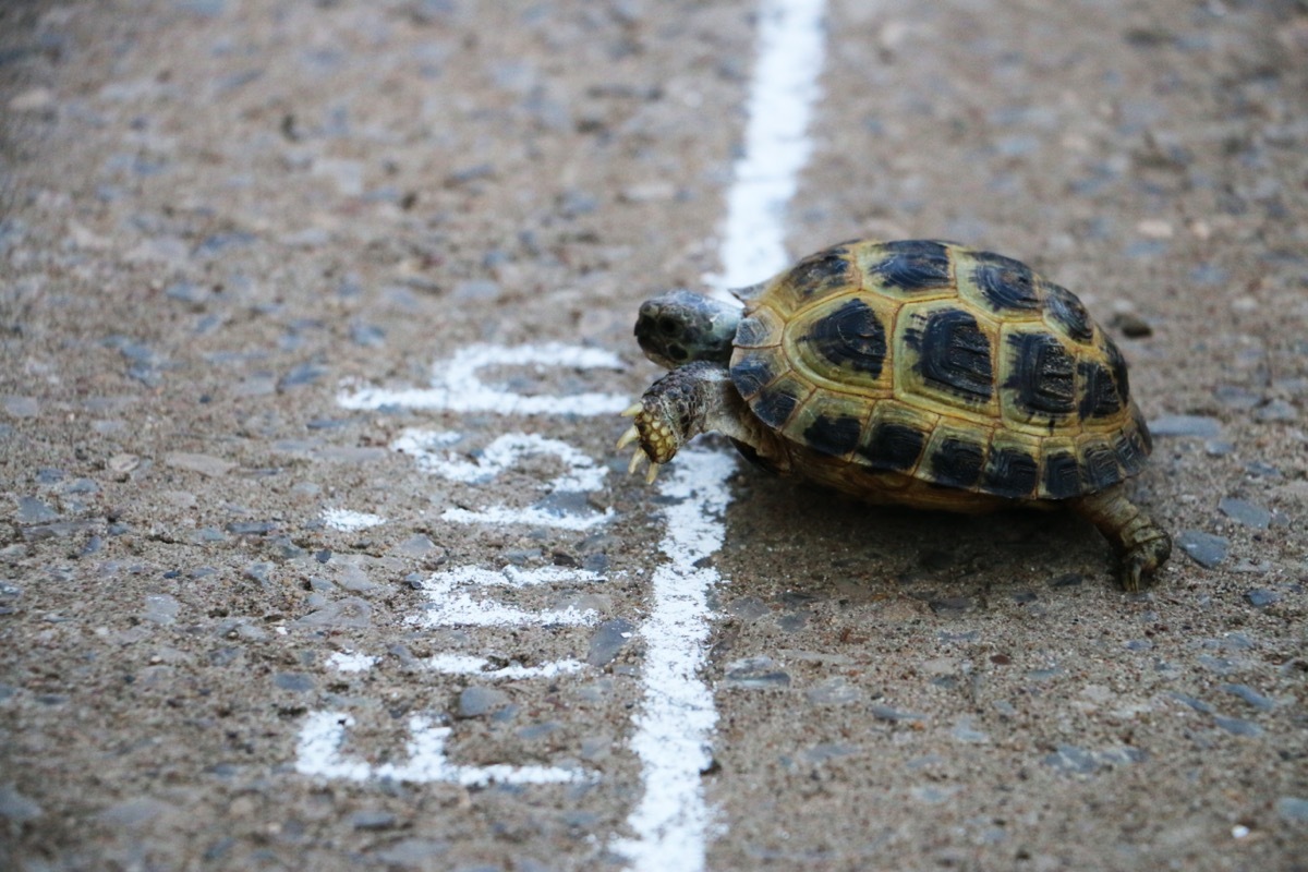 Turle crossing chalk finish line