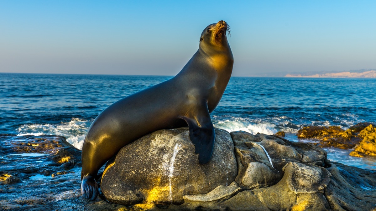 sea lions